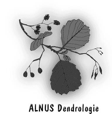 ALNUS Dendrologie