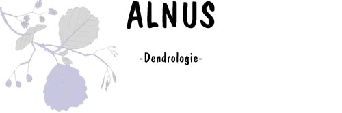 Startseite Alnus Dendrologie